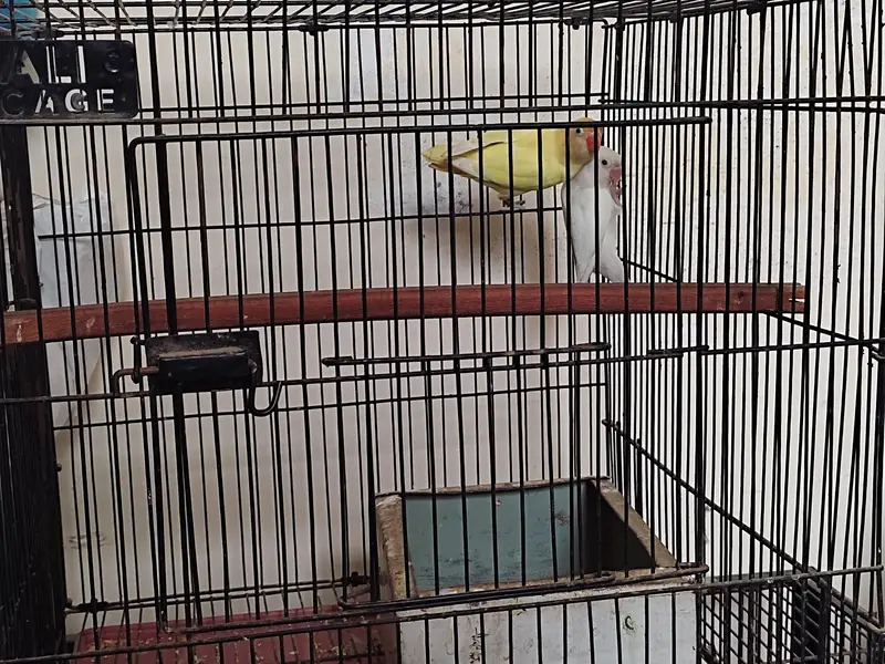 Lovebird pair — photo 4