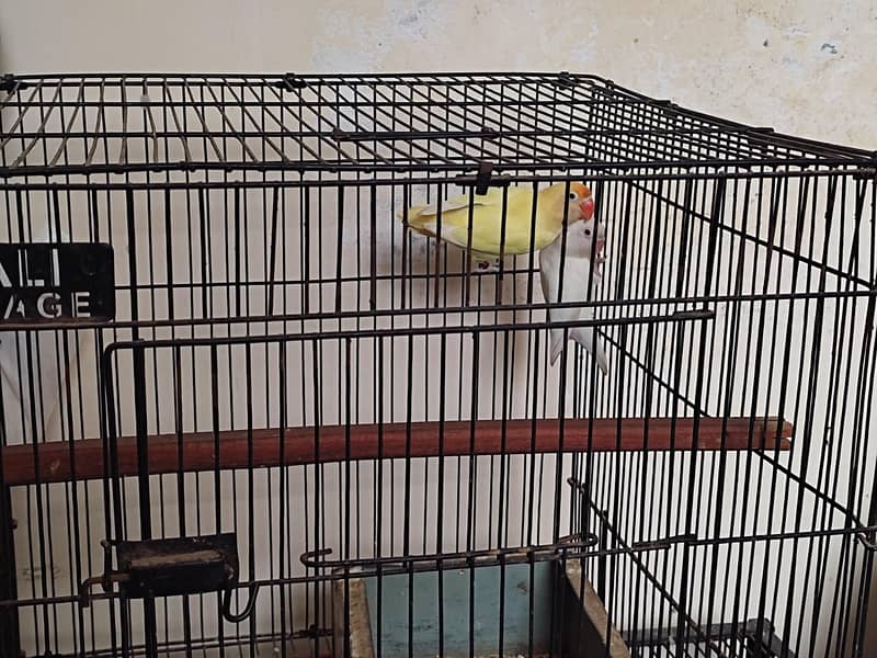 Lovebird pair 4
