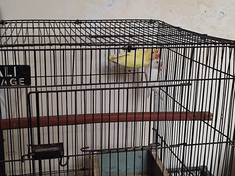 Lovebird pair — photo 5