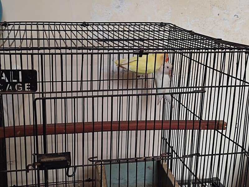 Lovebird pair 5