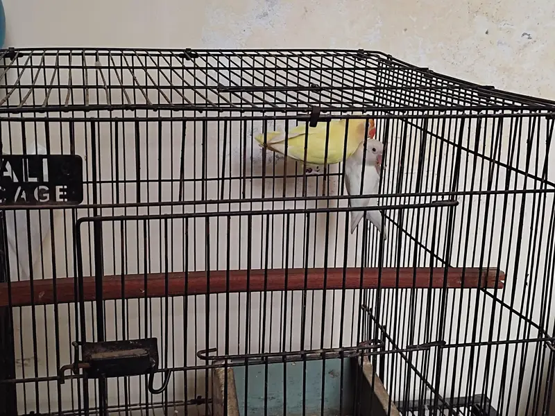 Lovebird pair — photo 6
