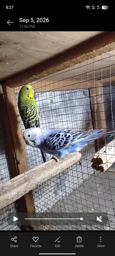 Male split blackface kingsize female breeder pair