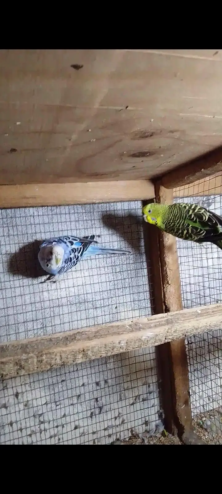 Male split blackface kingsize female breeder pair — photo 2