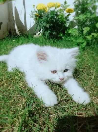 Persian kitten
