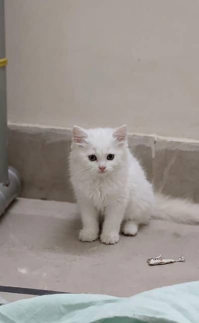 Persian kitten