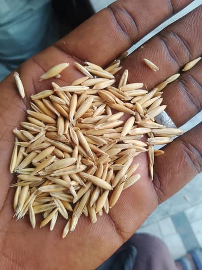 white jontra seeds for sale orginl youkrini o ga
