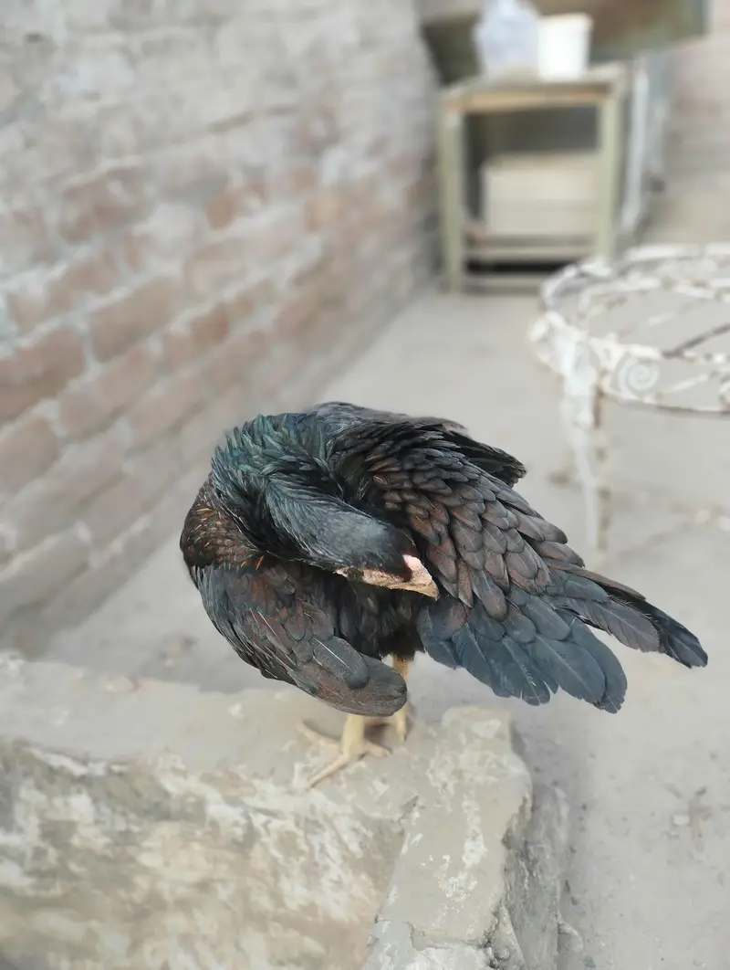 Blue Eyes Aseel Madi For Sale — photo 3