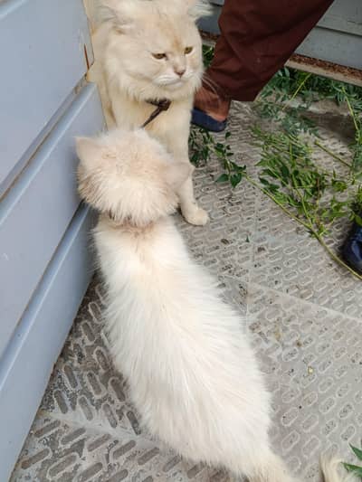 cats couple