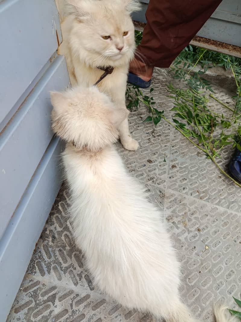 cats couple 0