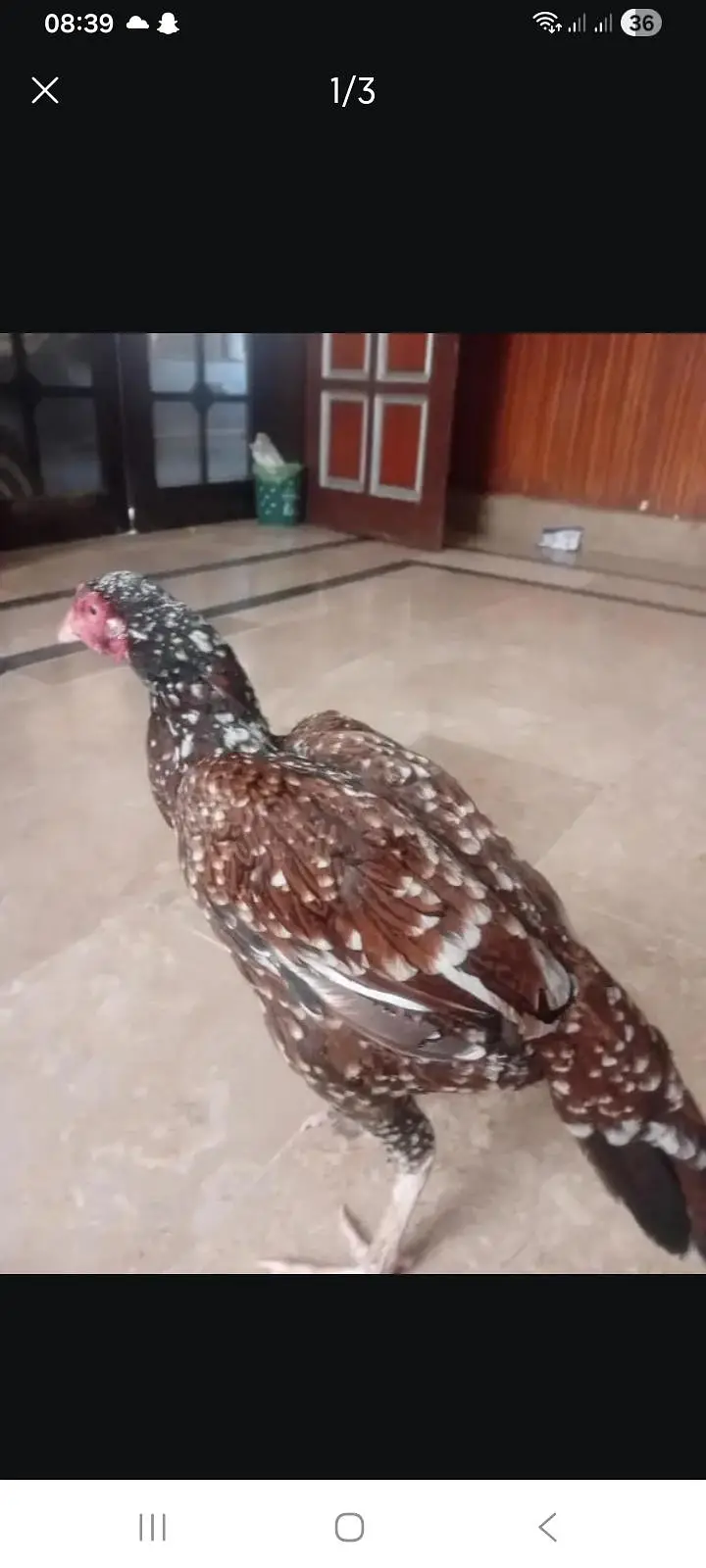 Mianwali assel hai boht hi beautiful or nasli aseel ha — photo 2