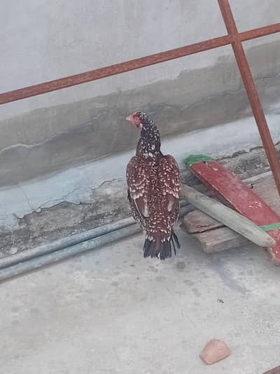 Mianwali assel hai boht hi beautiful or nasli aseel ha