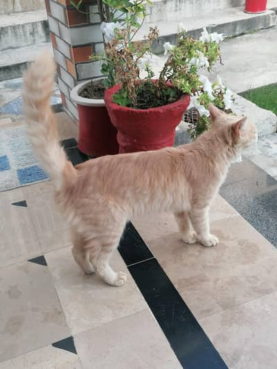 cat for sale demand 8000