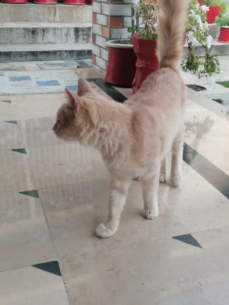 cat for sale demand 8000 — photo 2