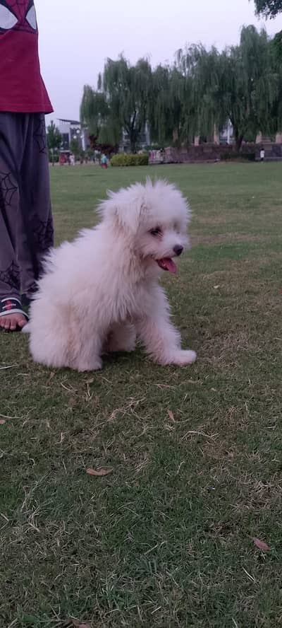 cute white dog