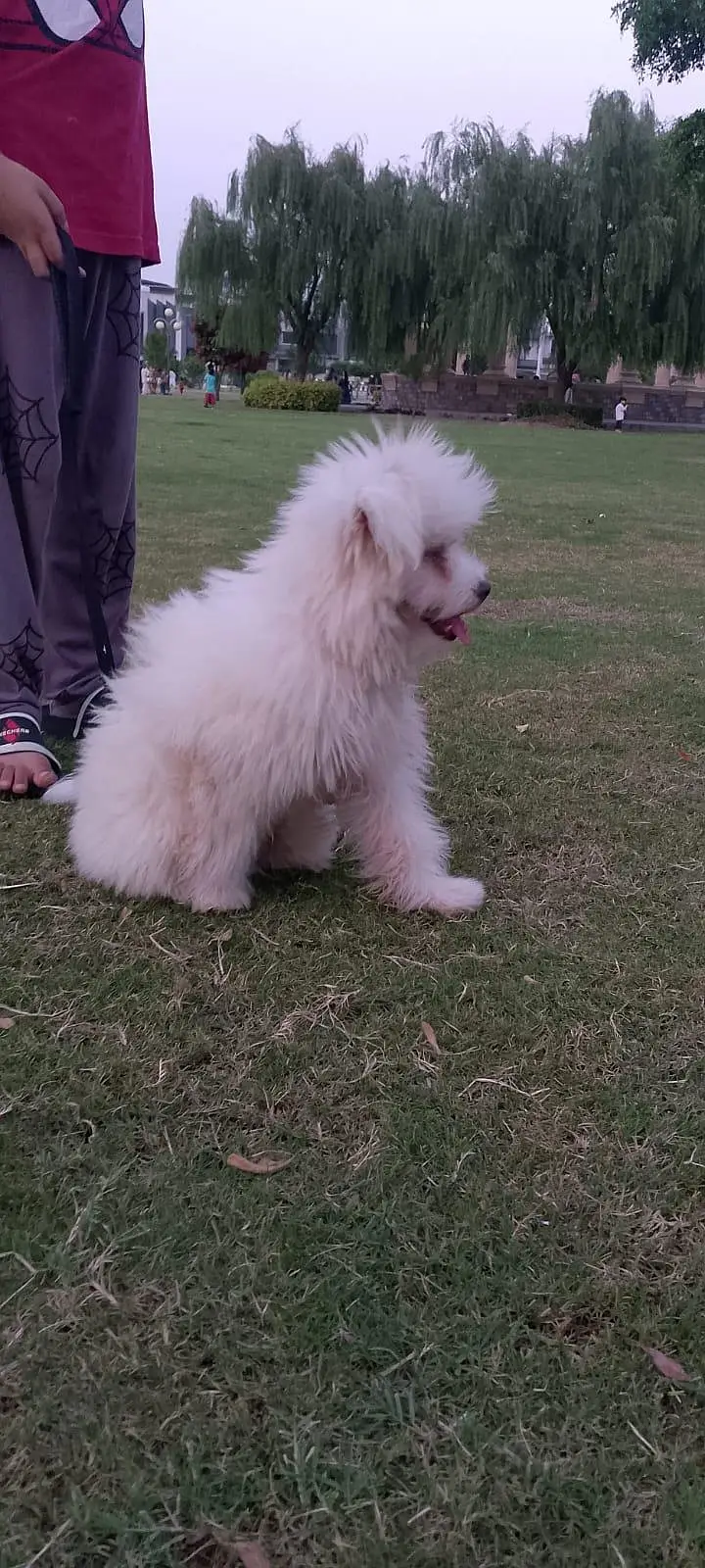 cute white dog — photo 2