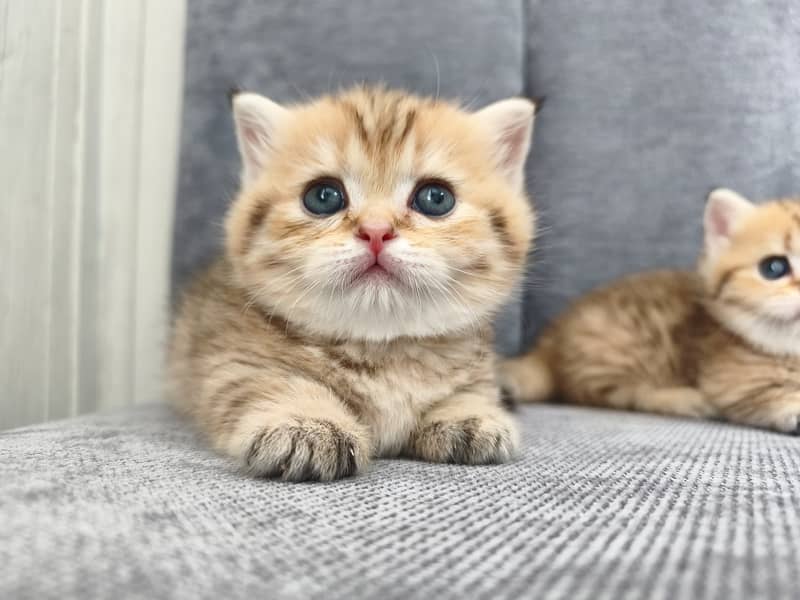 Munchkin 0