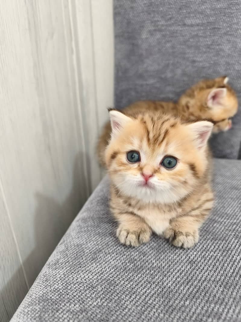 Munchkin 1