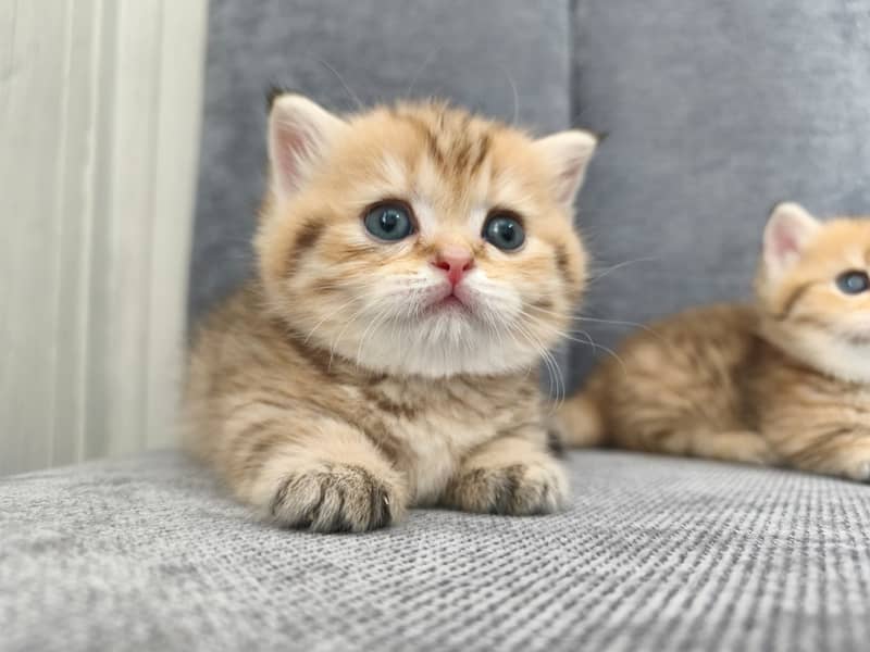 Munchkin 2
