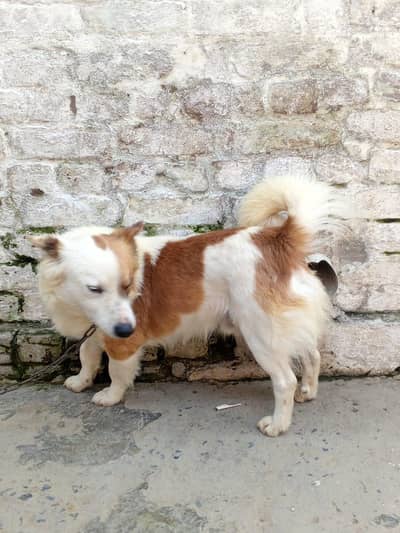 Russian dog male for  sale