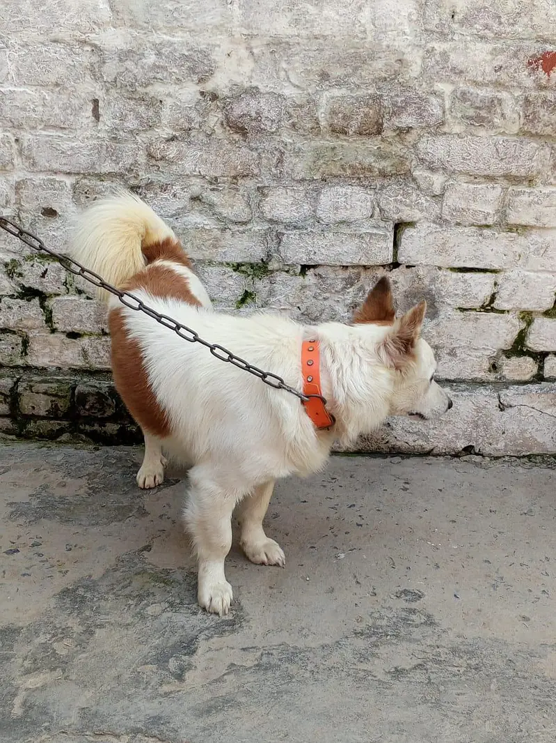 Russian dog male for  sale — photo 2