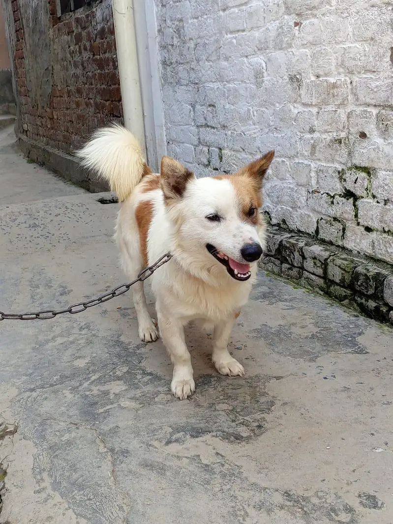 Russian dog male for  sale — photo 3