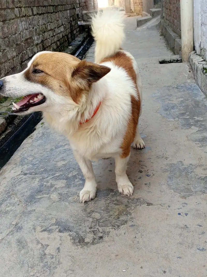 Russian dog male for  sale — photo 4