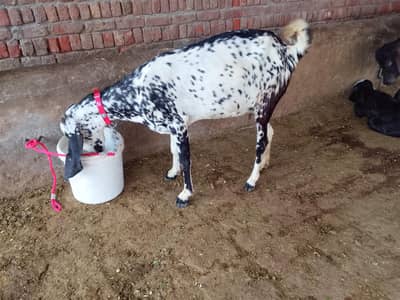 4 munth ghbn bakri for sale
