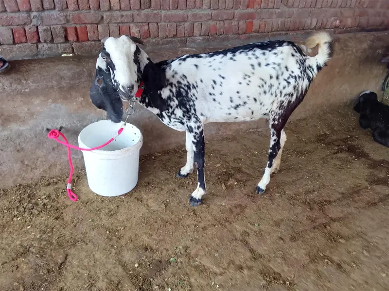 4 munth ghbn bakri for sale — photo 2