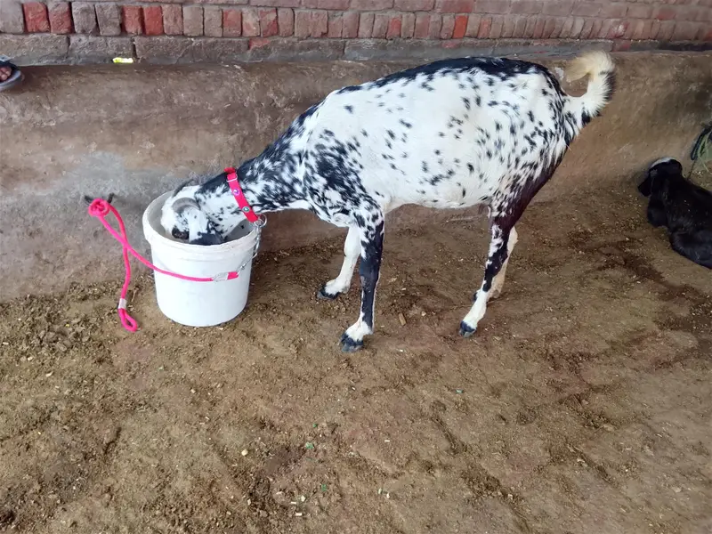 4 munth ghbn bakri for sale — photo 3