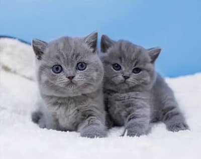 British shorthair