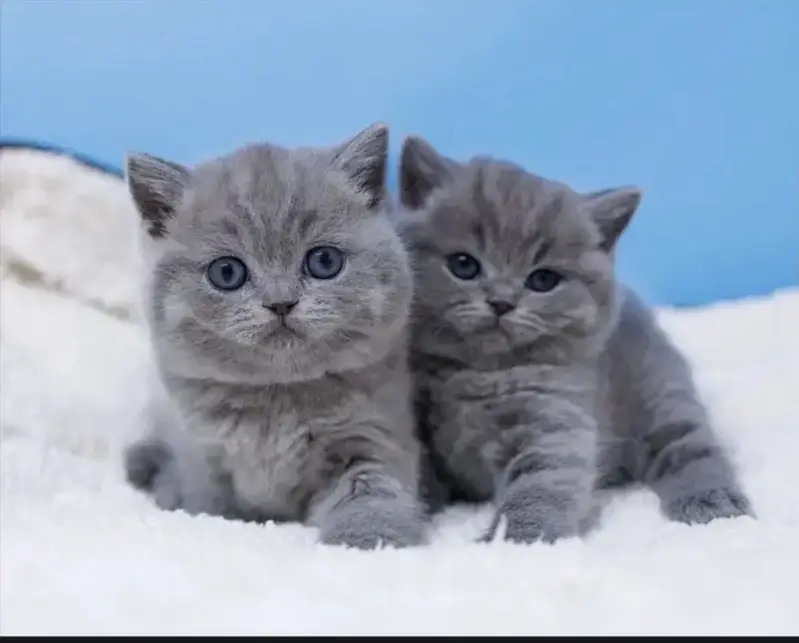 British shorthair — photo 2
