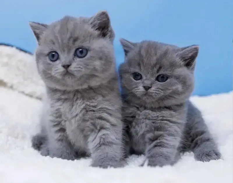 British shorthair — photo 3