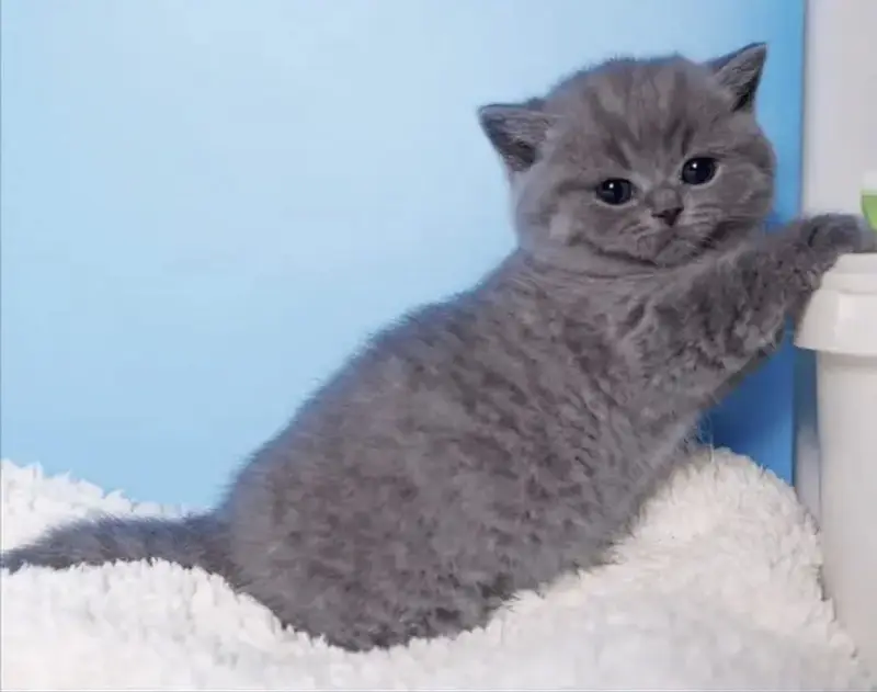 British shorthair — photo 4