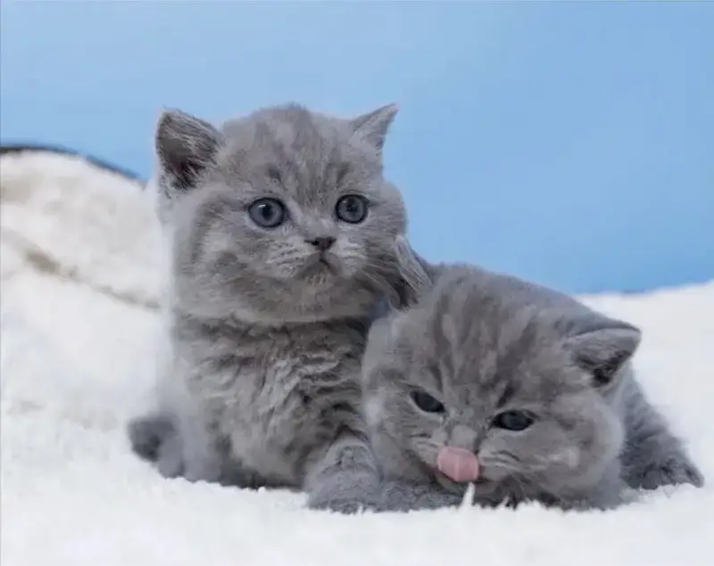 British shorthair — photo 5