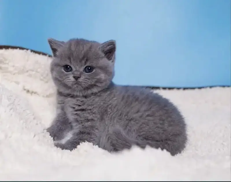 British shorthair — photo 6