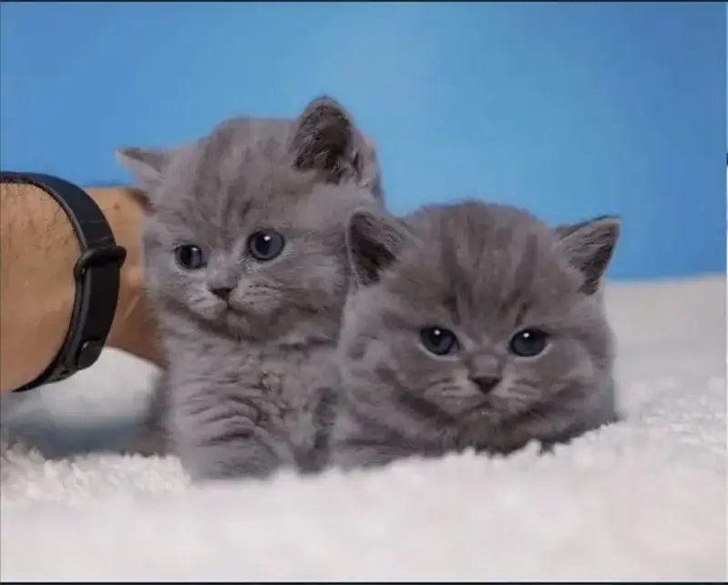 British shorthair — photo 7