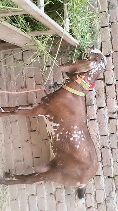 piuer dasi maki chani bakri