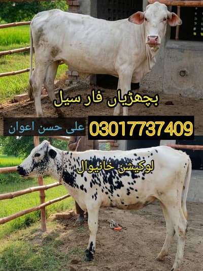 kheri bachria 03017737409 WhatsApp