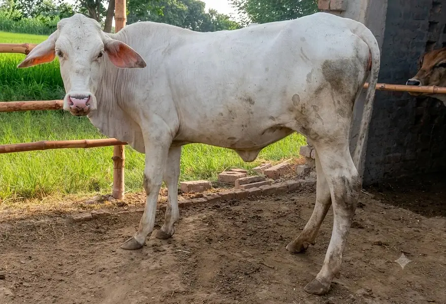kheri bachria 03017737409 WhatsApp — photo 4