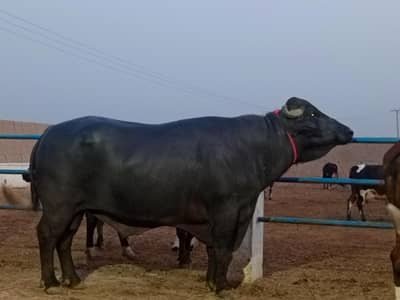 breader forsale