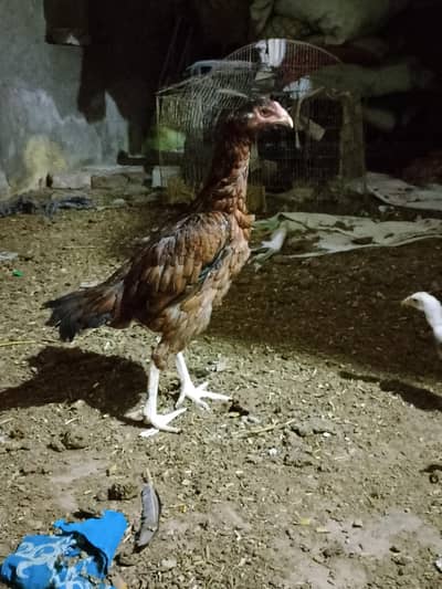 Aseel hen with 6 chicks