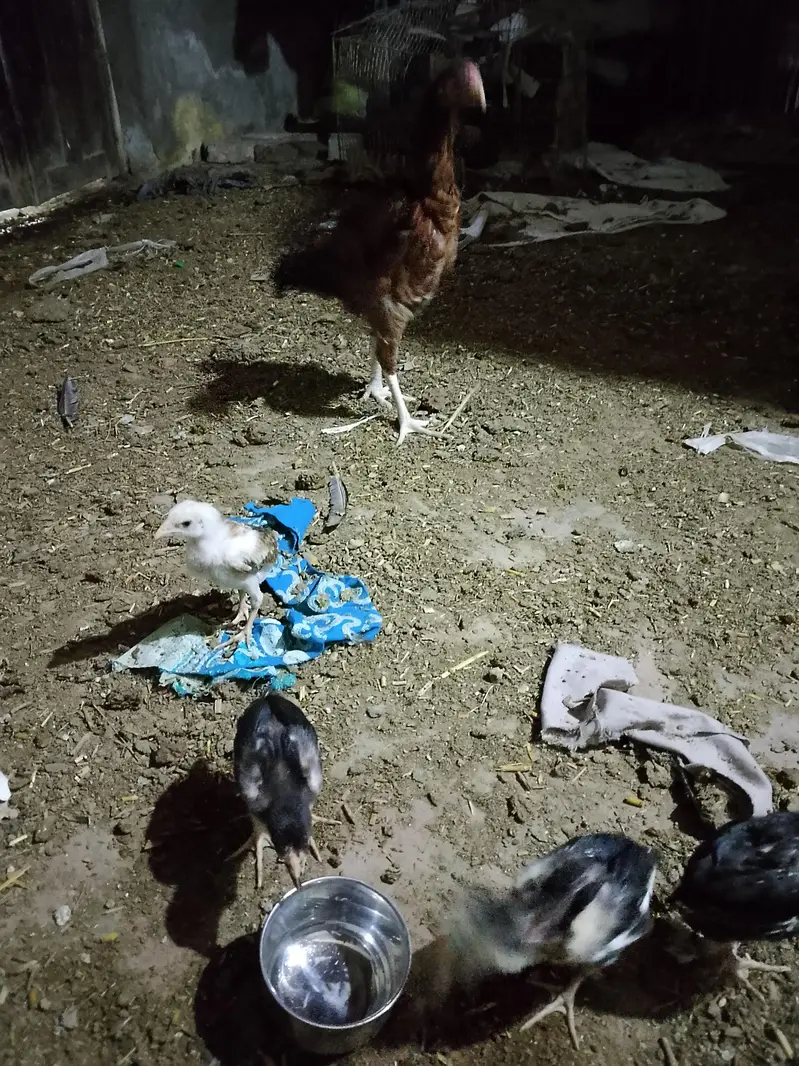 Aseel hen with 6 chicks — photo 2