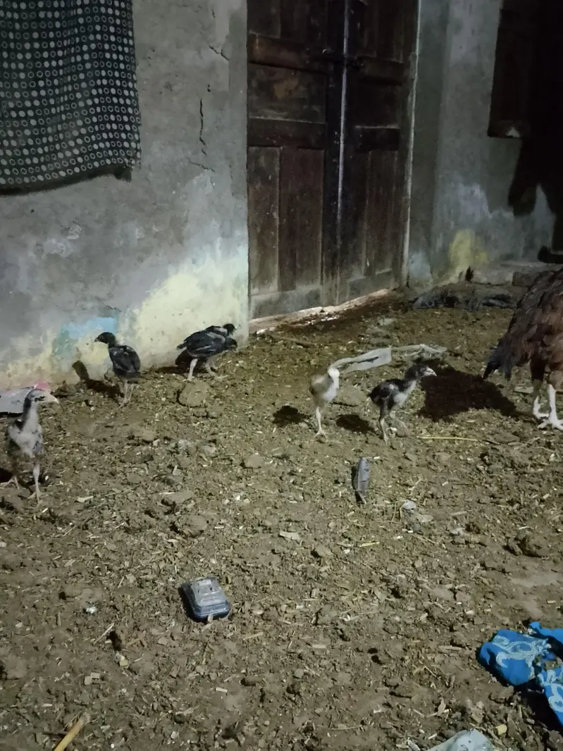 Aseel hen with 6 chicks — photo 3