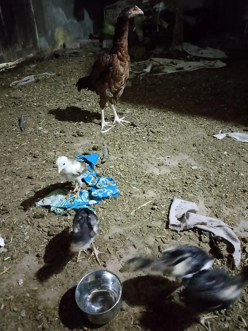 Aseel hen with 6 chicks — photo 4