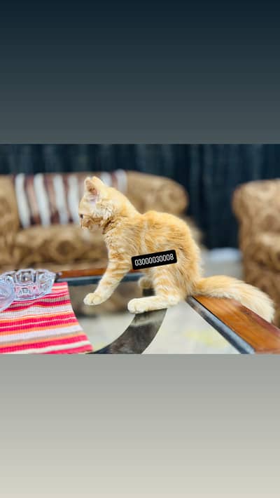 Kitten for sale