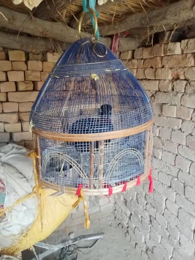 کالاتیتر