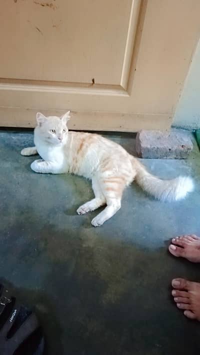 Beautiful Semi Persian Male Cat for Sale | Healthy & Playful