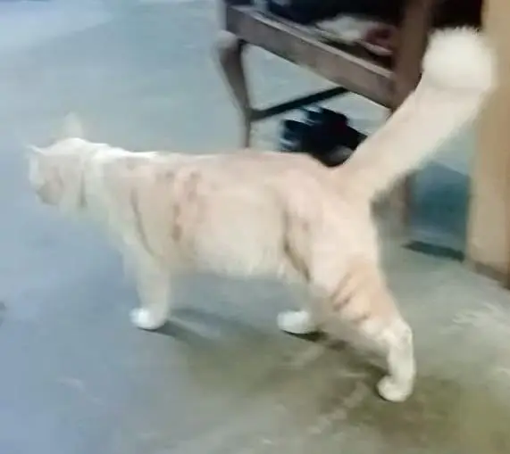Beautiful Semi Persian Male Cat for Sale | Healthy & Playful — photo 2