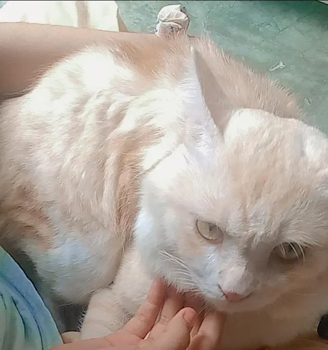 Beautiful Semi Persian Male Cat for Sale | Healthy & Playful — photo 3