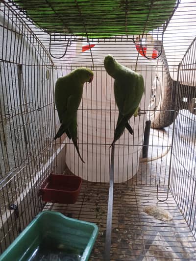 green parrot